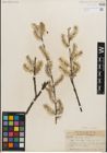 Foto von Salix humilis Marshall